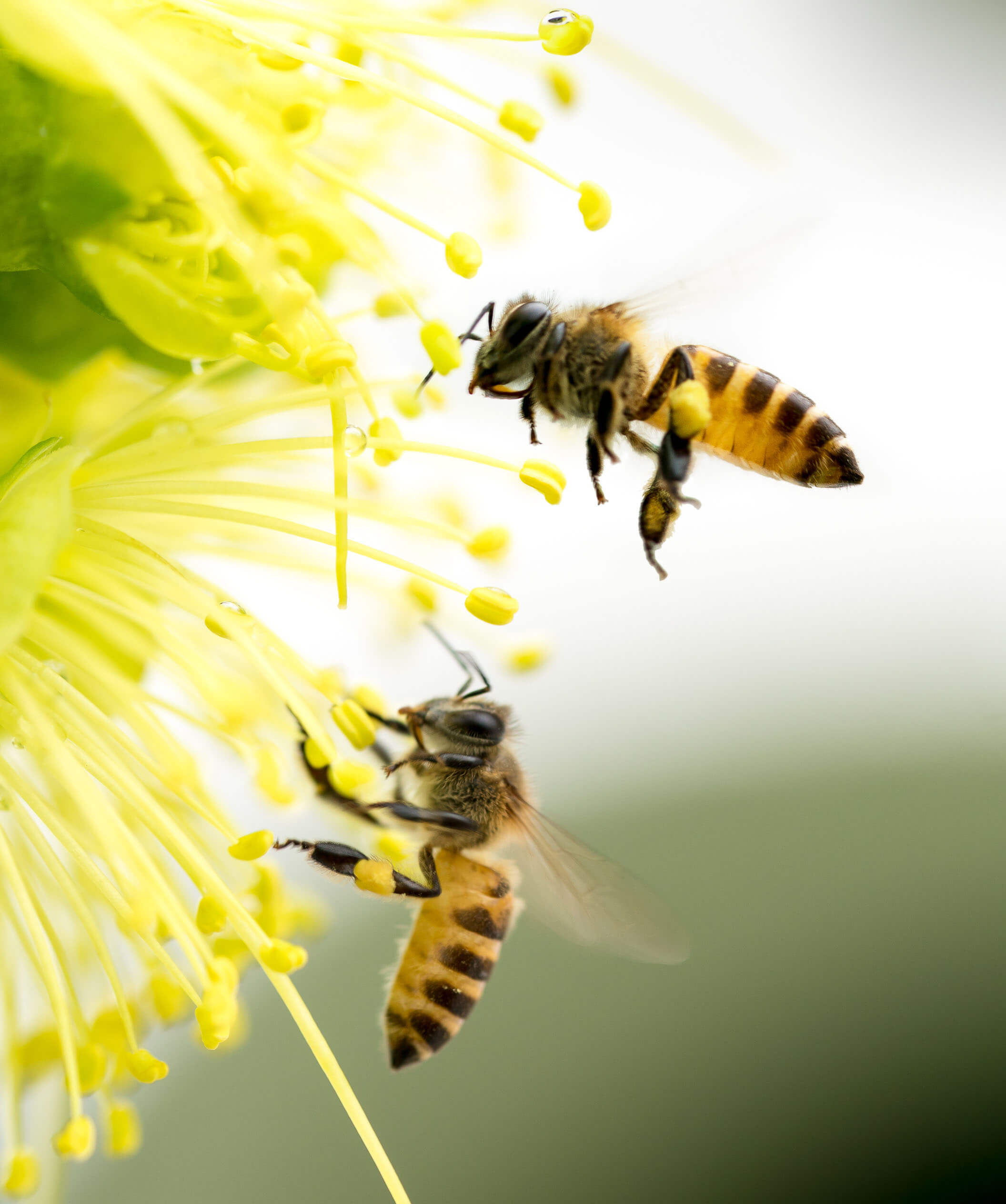 Bees Added to List of Endangered Species in North America - Natures Fare